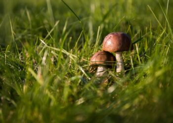 „Poznaj grzyby – unikniesz zatrucia”. Wystawa już w środę przed Starostwem Powiatowym w Puławach